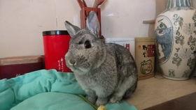 瓠瓜兔子吃吗会中毒吗视频,揭秘中毒风险