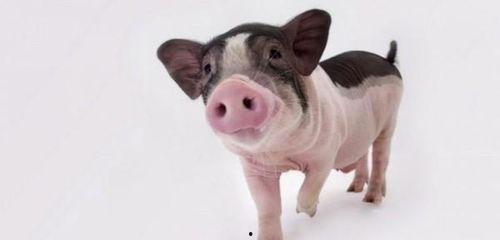 小猪吃瓜助眠视频大全,趣味视频大全，带你轻松入眠