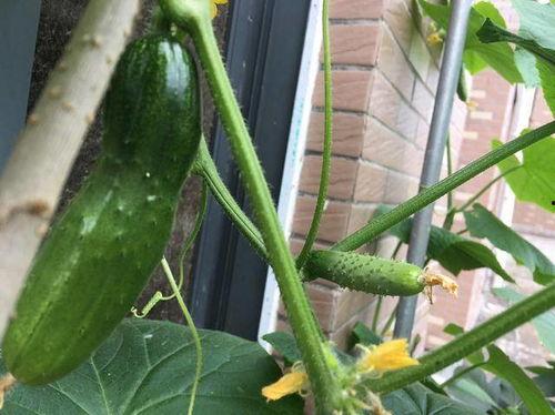 什么瓜不能爬藤吃呢视频,哪些“瓜”不能爬藤食用