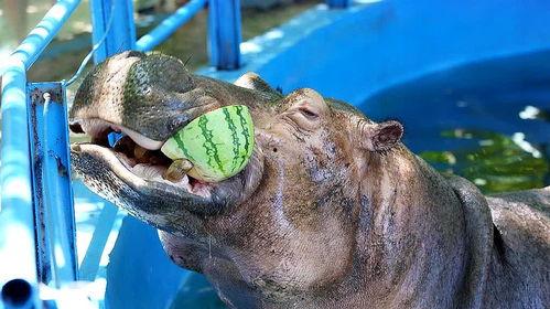 河马吃瓜的搞笑视频大全,搞笑视频大盘点