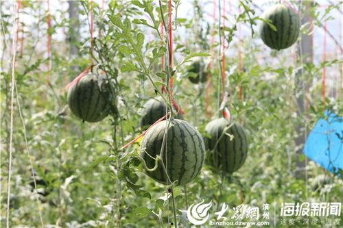 小石奶凶吃瓜视频,揭秘网络红人的魅力瞬间