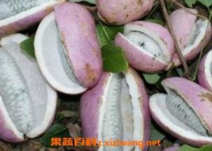 日本人吃八月瓜视频,八月瓜的独特风味之旅