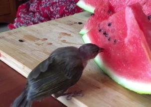 吃瓜小鸟视频大全,趣味视频大全，欢乐瞬间尽收眼底