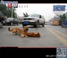 车祸小狗吃瓜视频播放在线观看,萌宠视角下的意外瞬间