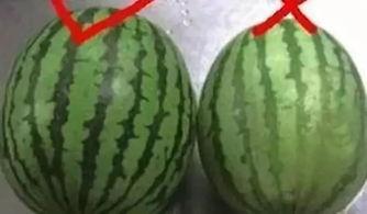 夏天吃瓜视频大全,全网热门吃瓜视频大盘点