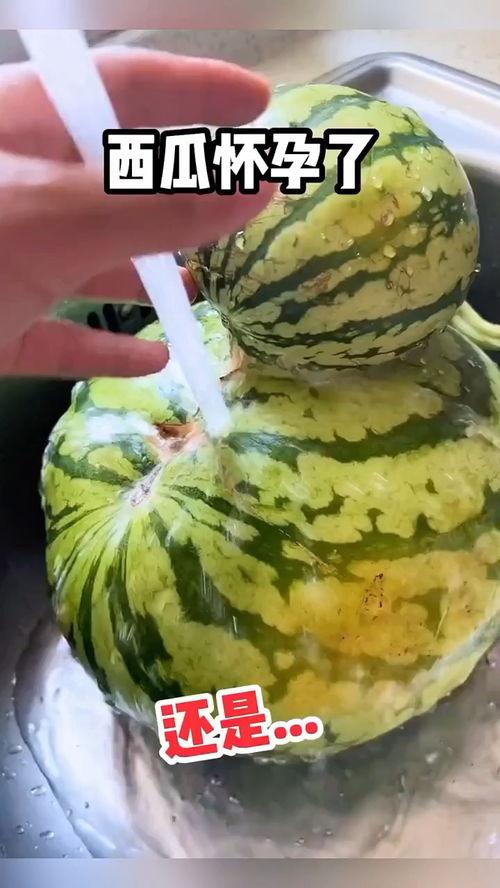 吃吊瓜搞笑视频大全集播放,欢乐无限，笑点爆棚