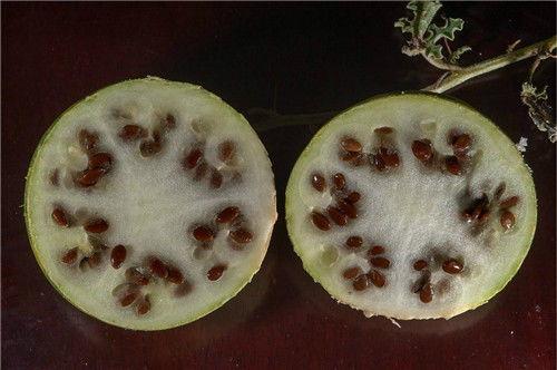 沙漠里吃瓜吃馕的故事视频,瓜馕相伴的生存智慧之旅