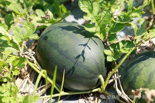 田瓜园吃瓜视频,一场夏日田园的欢乐盛宴