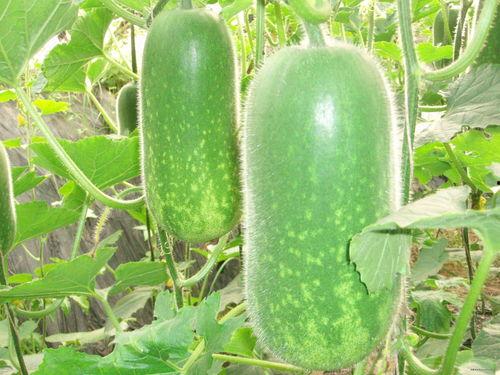 徐州一姐吃瓜视频,揭秘网络热点背后的故事