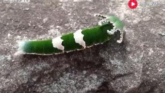 老虎吃瓜动物视频大全