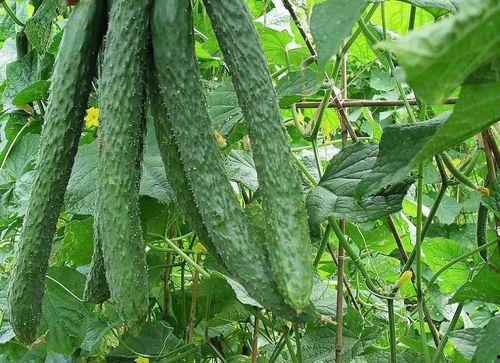 吃梨瓜胖子难受吗视频大全,视频大全揭秘食用禁忌