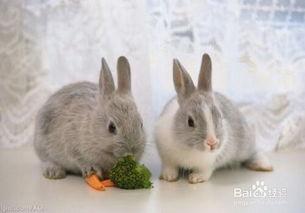 小兔会吃洋瓜吗视频讲解,揭秘洋瓜的诱惑与挑战